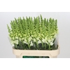 Antirrhinum Potomac Ivory White