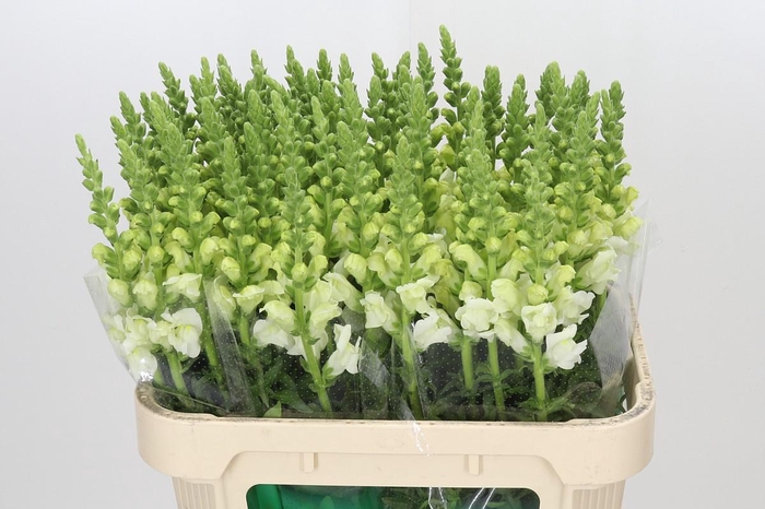 <h4>Antirrhinum Potomac Ivory White</h4>