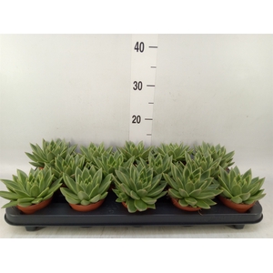 Echeveria  'Miranda'