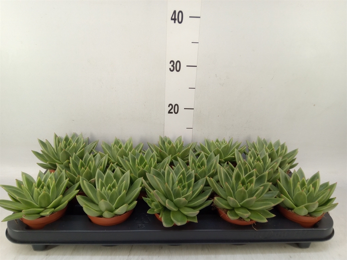 <h4>Echeveria  'Miranda'</h4>