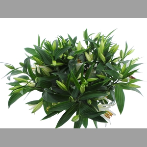 BQ Mono Lelie Oriental Wit x5 60cm