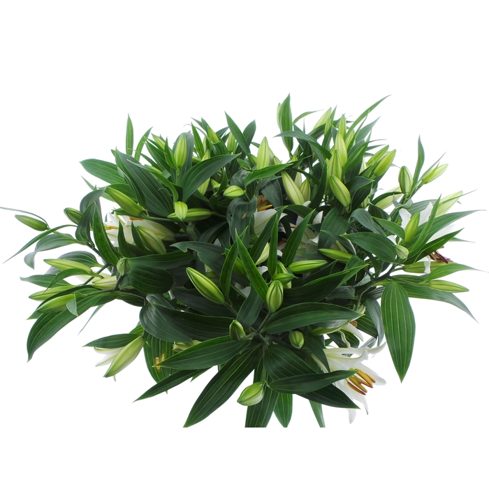 <h4>BQ Mono Lelie Oriental Wit x5 60cm</h4>