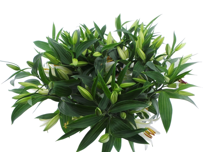 <h4>BQ Mono Lelie Oriental Wit x5 60cm</h4>