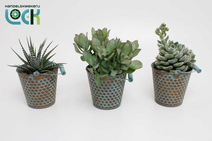 <h4>Succulenten mix in zink Berlijn</h4>