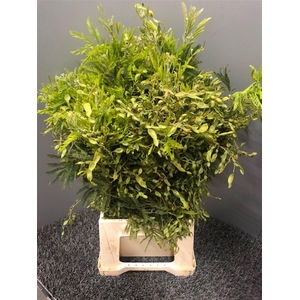 Acacia D Turnaire Bes Red Rosso