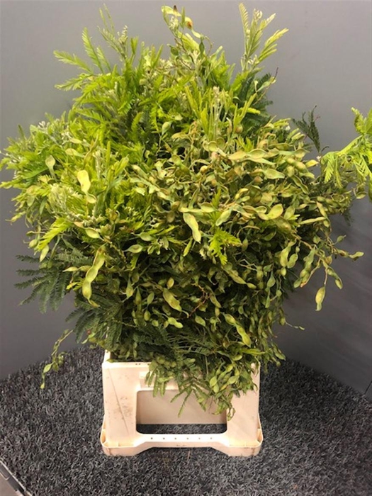 <h4>Acacia D Turnaire Bes Red Rosso</h4>