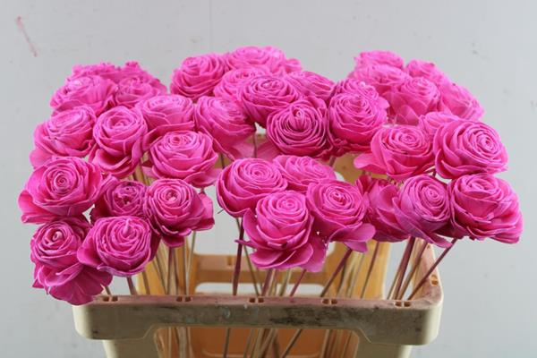 <h4>Droog Roos Pink 6cm</h4>