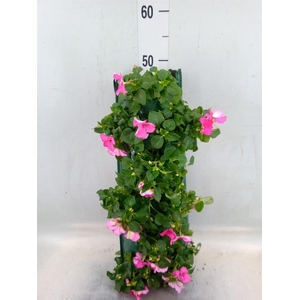 Perkplanten   ...sorted   [Bedding]