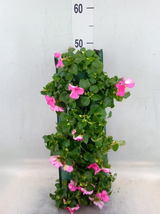 <h4>Perkplanten   ...sorted   [Bedding]</h4>