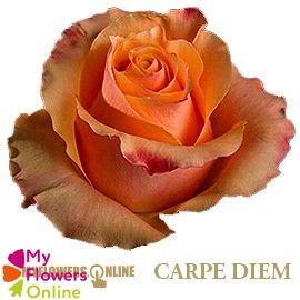 <h4>R Gr Carpe Diem+ Bicolor 50cm EC</h4>
