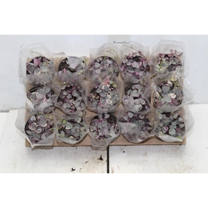 CEROPEGIA VARIEGATA P09