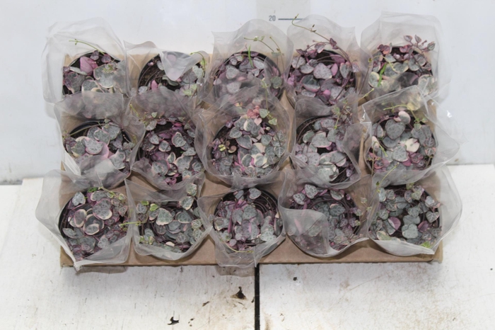 <h4>CEROPEGIA VARIEGATA P09</h4>