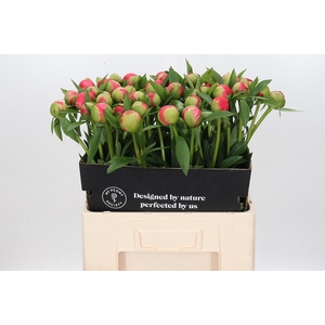 Paeonia Coral Charm