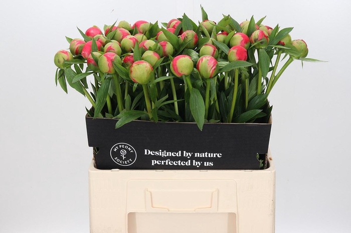 <h4>Paeonia Coral Charm</h4>