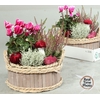 Arr Tuinplanten