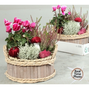 ARR TUINPLANTEN
