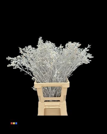 Waxflower White