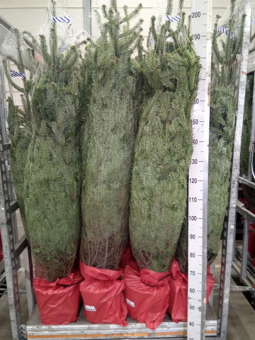 <h4>Abies nordman.</h4>