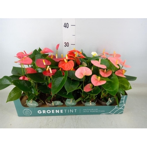 Anthurium   ...mix 4