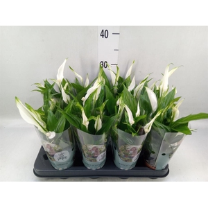 Spathiphyllum  'Pearl Cupido'