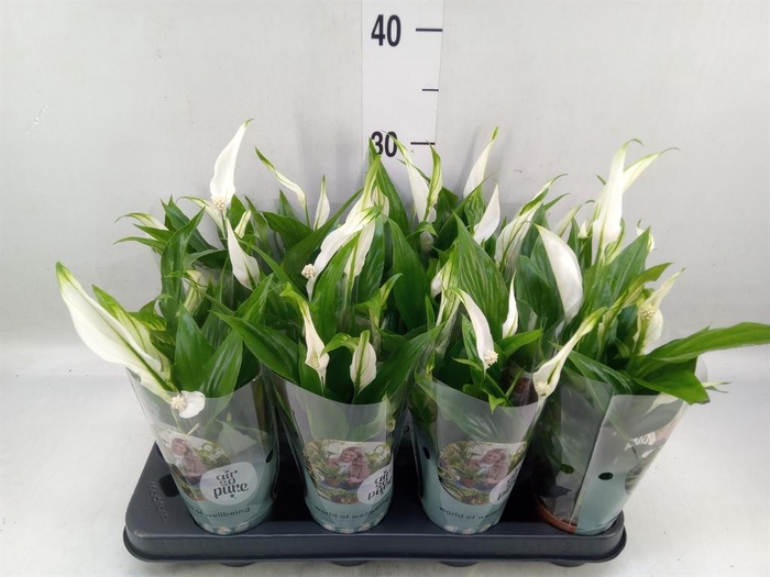 <h4>Spathiphyllum  'Pearl Cupido'</h4>