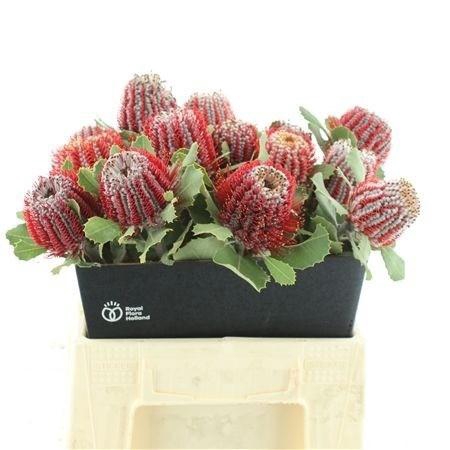 <h4>BANKSIA COCCINEA</h4>