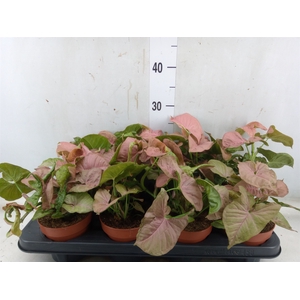 Syngonium podop.