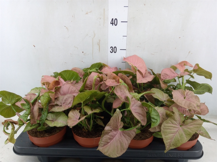 <h4>Syngonium podop.</h4>