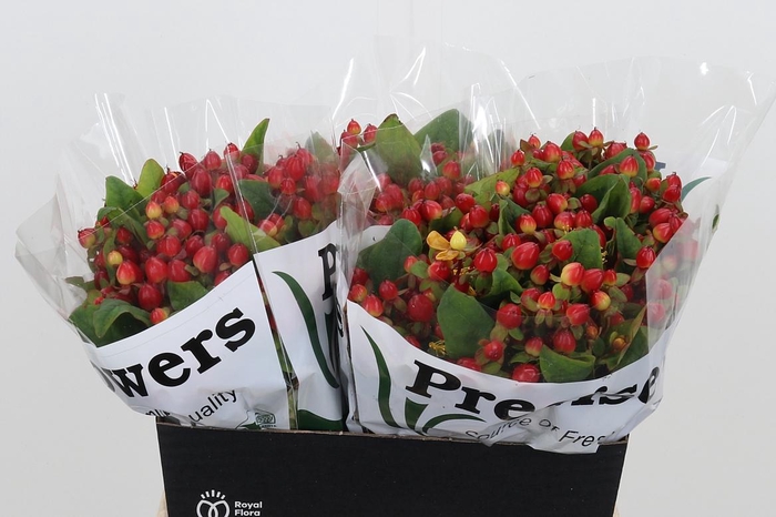 <h4>Hyp Mag Triumph</h4>