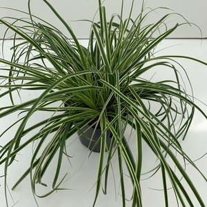 Carex 'Evercream'
