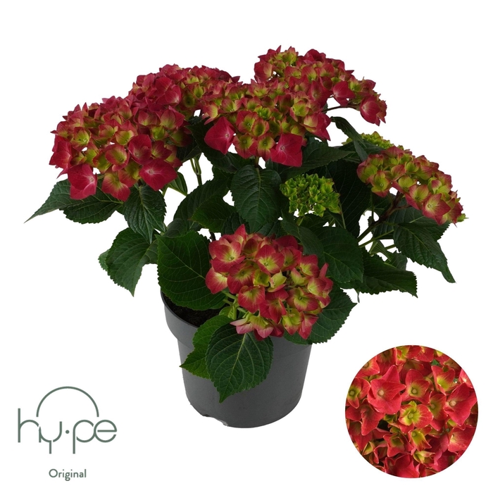 HYDR M HI FIRE