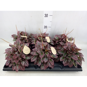 Peperomia