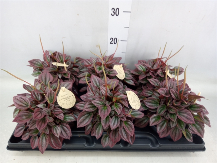 <h4>Peperomia</h4>