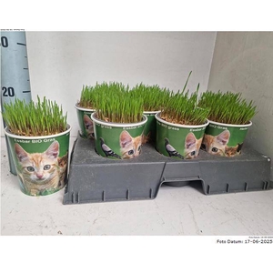KATTENGRAS
