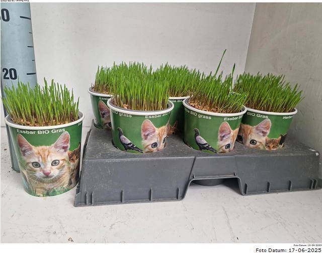 <h4>KATTENGRAS</h4>