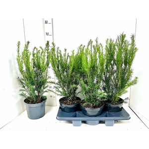 TAXUS BACCATA OV