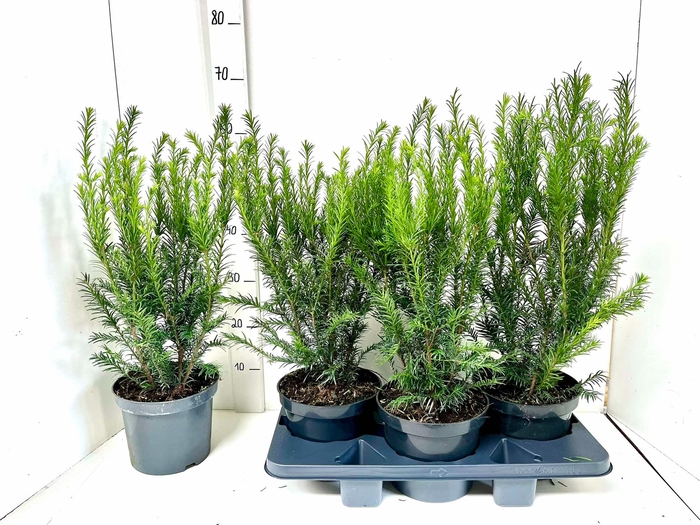 TAXUS BACCATA OV