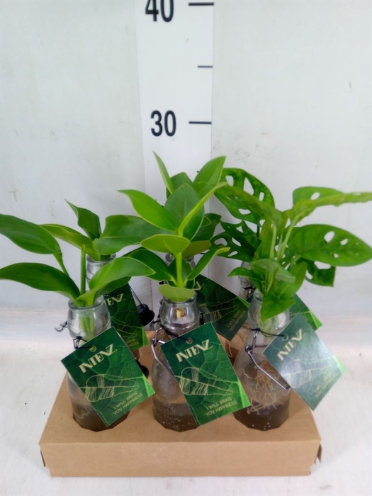<h4>Planten  ..mix</h4>