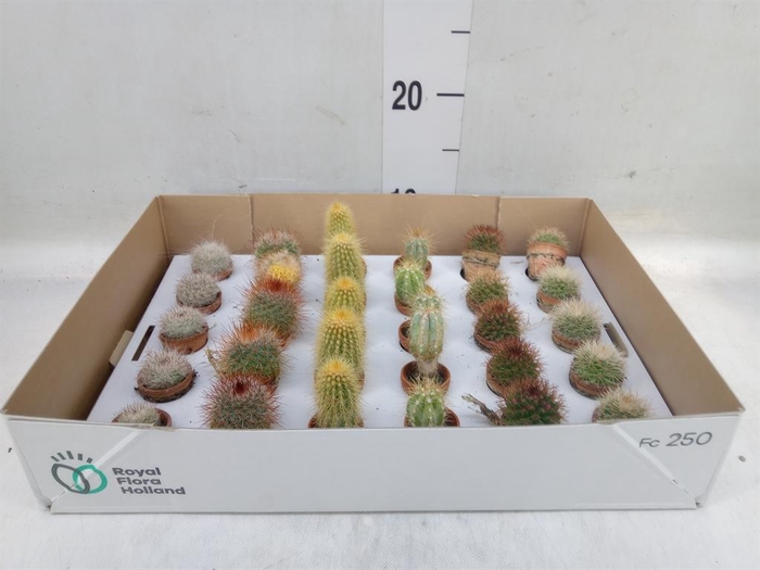 <h4>Cactus   ...mix</h4>