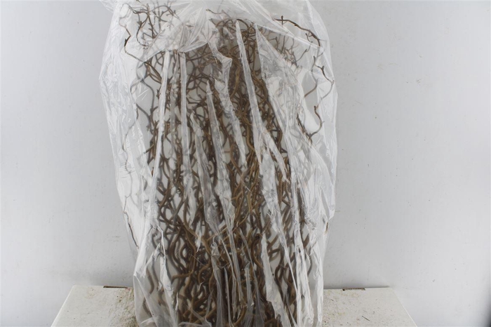 <h4>Corylus Av Contorta 60cm X75</h4>