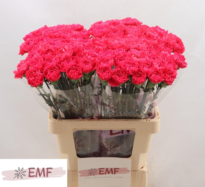 <h4>DI ST CERVANTES</h4>