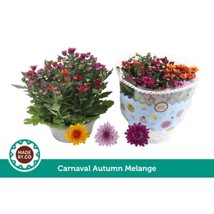 Chrysant Carnaval Autumn Melange