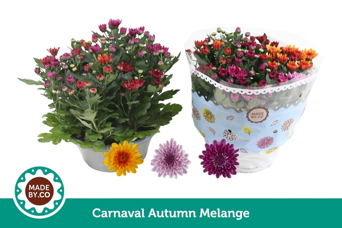 <h4>Chrysant Carnaval Autumn Melange</h4>