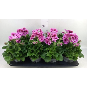 Pelargonium gran.   ..