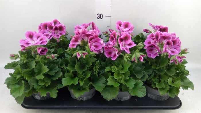 <h4>Pelargonium gran.   ..</h4>