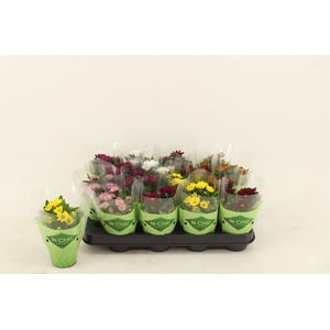 Chrysant Swifty mix