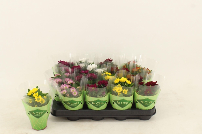 <h4>Chrysant Swifty mix</h4>