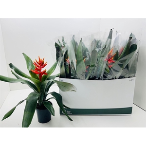 Aechmea Pepita Elegant Flames