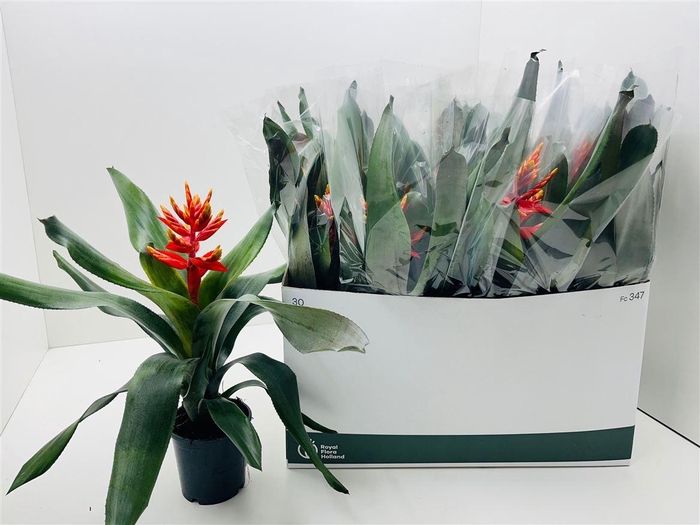 <h4>Aechmea Pepita Elegant Flames</h4>