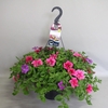 Hangpotten 37 cm met waterreservoir Mix 06 Hot Pink mix